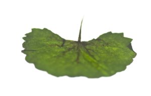 Indena-Centella asiatica